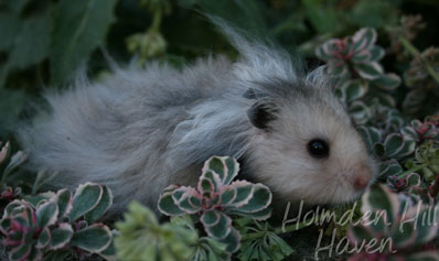 Gunner- Dark Grey Umbrous Longhaired Male Syrian Hamster